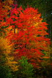 Red Maple Blue Hills 1
