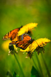 Monarchs and dandelions