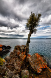 Witches tree, hdr