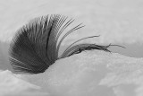Snow feather