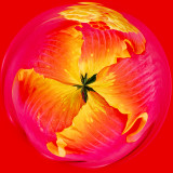 Hibiscus 1.jpg