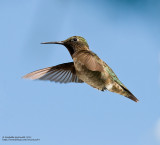 Colibris à gorge rubis