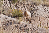 Big Horn Sheep - Badlands National Park