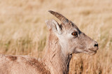 Big Horn Sheep - Badlands National Park