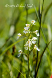 Prairie White Fringed Orchid
