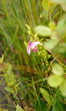 Rose Pogonia Orchid