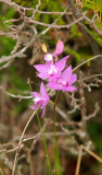 Grass Pink Orchid