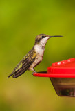 Ruby - Throated Hummingbird