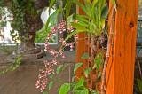 Daniel Stowe Botanical Garden & Orchid Conservancy