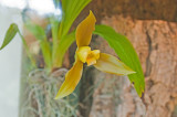 Daniel Stowe Botanical Garden & Orchid Conservancy