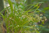 Daniel Stowe Botanical Garden & Orchid Conservancy