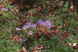 Daniel Stowe Botanical Garden & Orchid Conservancy