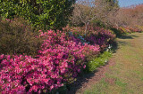 Daniel Stowe Botanical Garden & Orchid Conservancy