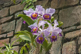 Daniel Stowe Botanical Garden & Orchid Conservancy