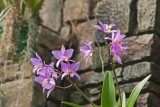 Daniel Stowe Botanical Garden & Orchid Conservancy