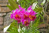 Daniel Stowe Botanical Garden & Orchid Conservancy