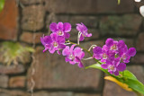 Daniel Stowe Botanical Garden & Orchid Conservancy