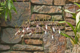 Daniel Stowe Botanical Garden & Orchid Conservancy
