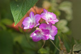Daniel Stowe Botanical Garden & Orchid Conservancy