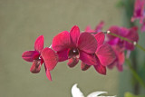 Daniel Stowe Botanical Garden & Orchid Conservancy