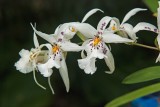 Daniel Stowe Botanical Garden & Orchid Conservancy