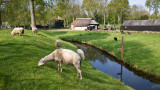 The Zuiderzee Museum (1)