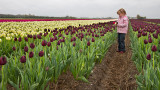 A Tulip Bulb Farm (8)