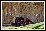 not now junior its time for siesta...