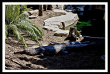my enclosure is perfect with this private pool...