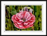 red and white Angels choir poppy....