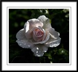 raindrops on my pink rose...