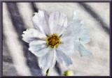 white cosmos....