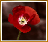 red poppy!