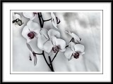white orchids...