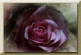 fading pink rose...