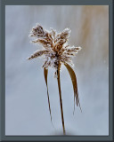 snow dressed...