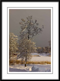 the trees look pretty dressed in snow...