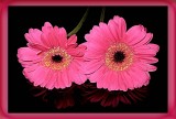  gerbera twins...