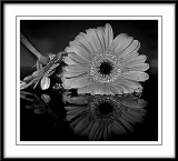 gerbera in mono...