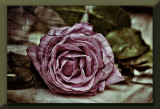 fading pink rose...