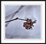 snow dressed beechnuts...