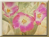 pink n white tulips...