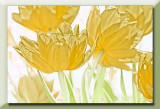 double yellow tulips...