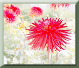 dahlias...