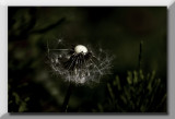 dandelion seedhead...