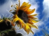 sunflower in the sky
