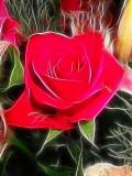 red rose