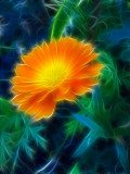 marigold