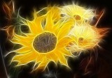 sunflowers