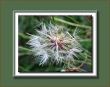 dandelion seedhead